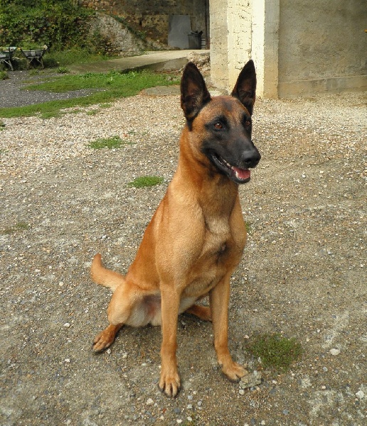 Eyko des crocs sentinelles