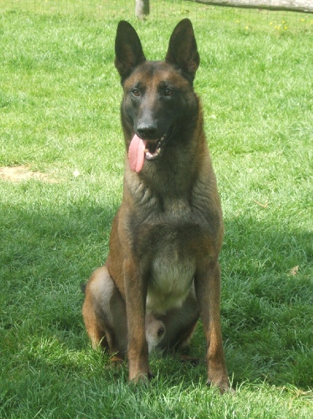 DROVER