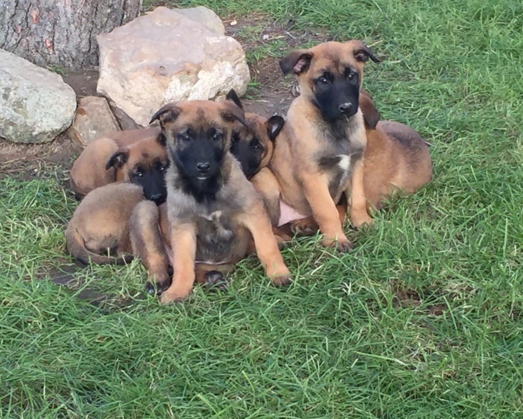 des crocs sentinelles - Chiots disponibles - Berger Belge