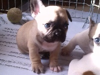 CHIOT